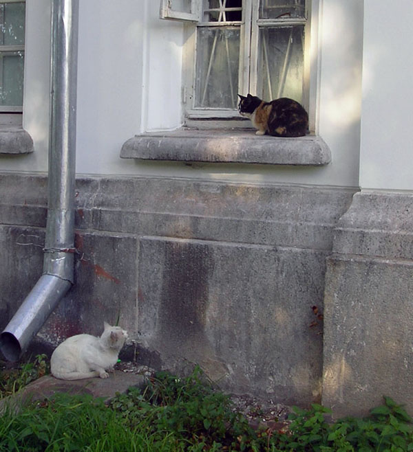 Валаамские коты #3 \"котомафия\" кот кошка валаам
