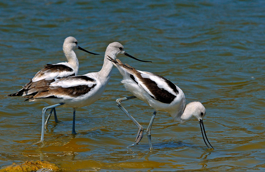 Стробоскоп Американская шилоклювка, Recurvirostra americana, Лагуна Малибу, American Avocet,Malibu Lagoon, California