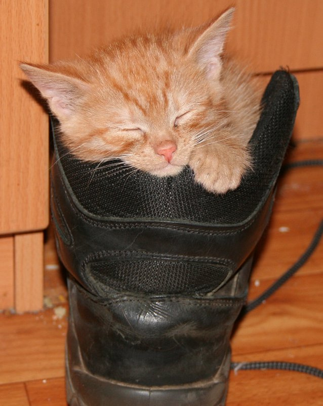 Кот в сапогах котенок