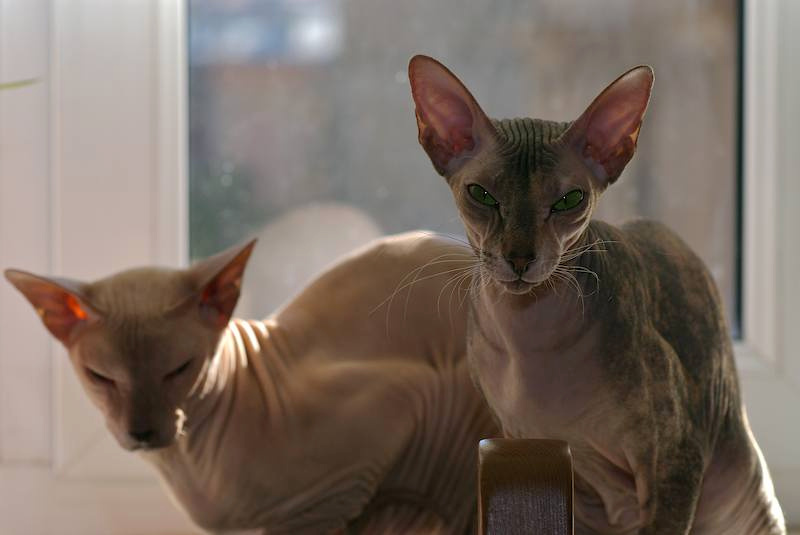 жена кота кошка