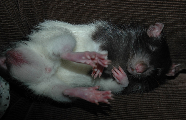 SWEET DREAMS 