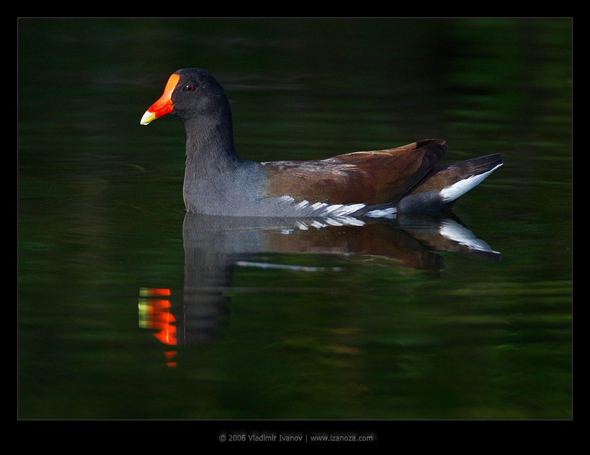 Камышница камышница, common, moorhen, gallinula, chloropus, Florida, US