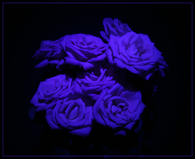 blue roses rose