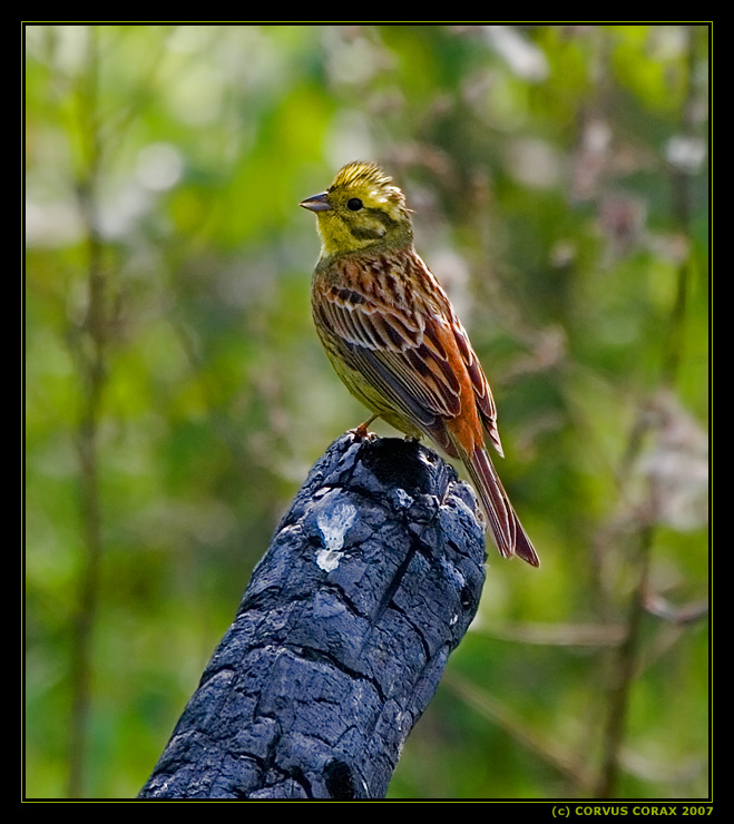 Моя весна Обыкновенная овсянка Emberiza citrinella