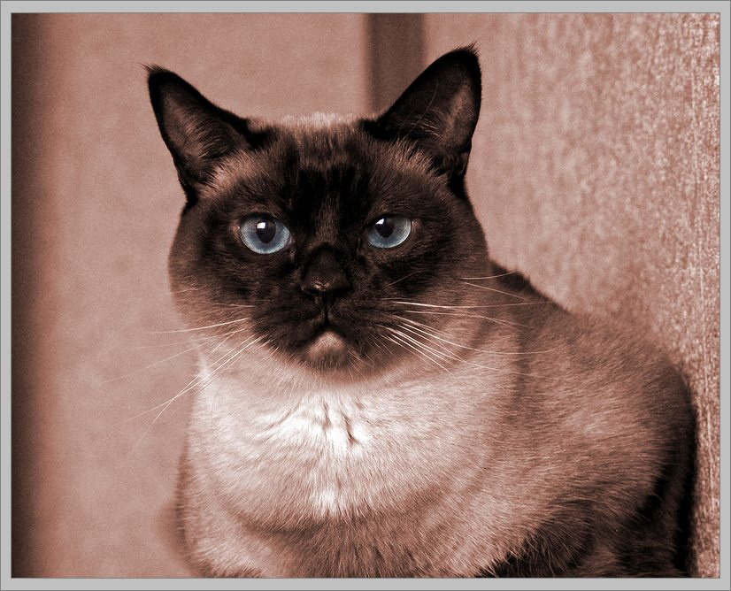кошачий портрет 