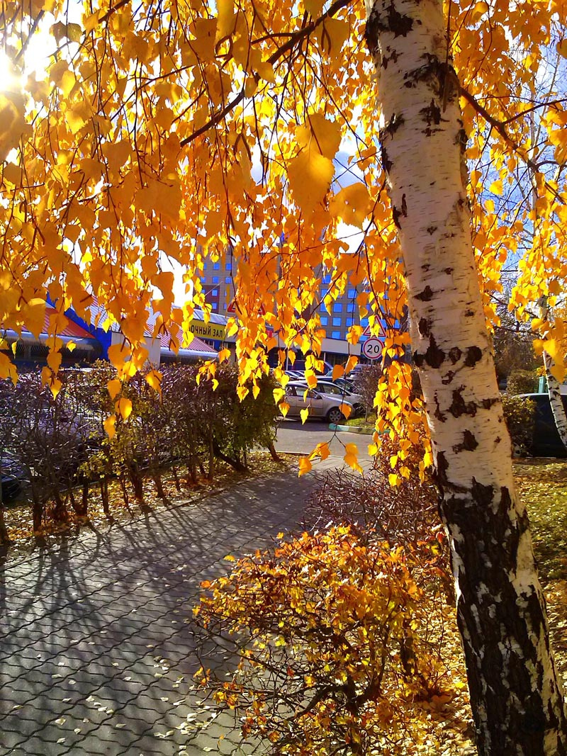 Осень красит город осень