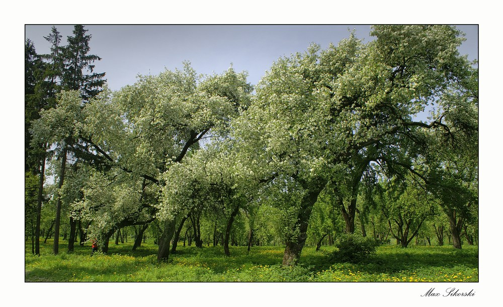 Spring 