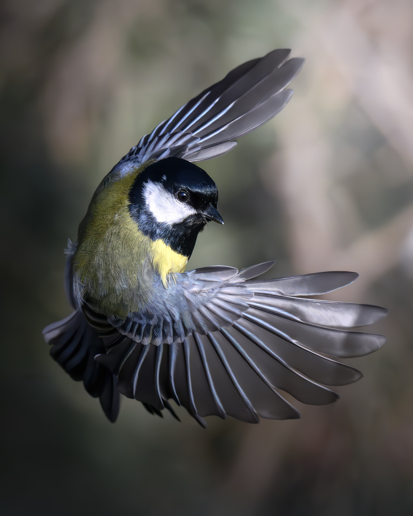 Большая синица (Parus major) 