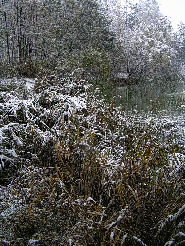 Первый снег осень пруд камыш