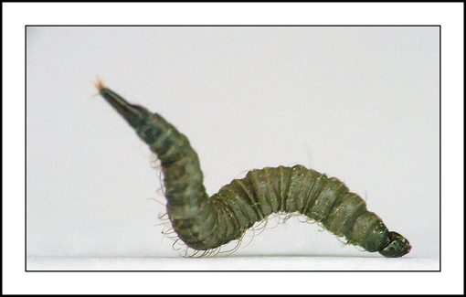 Creepy Crawlers червяк