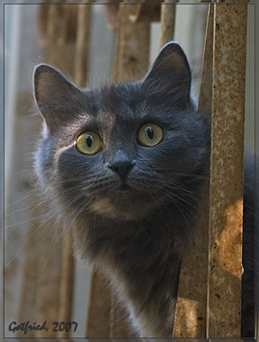 Из-за решетки кошки