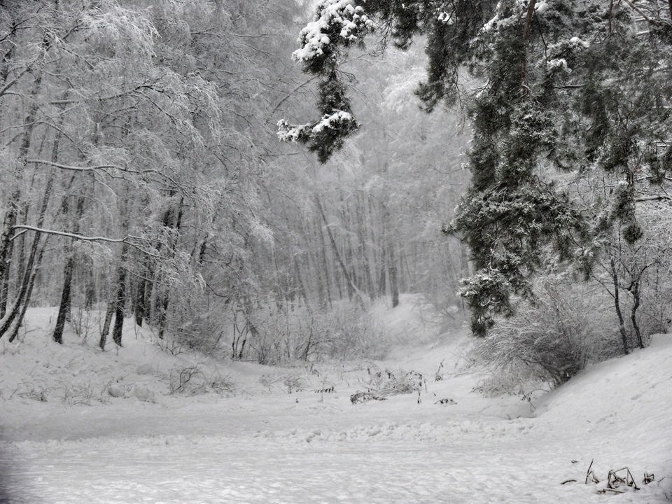 Вечнозеленый... Зима , Снег