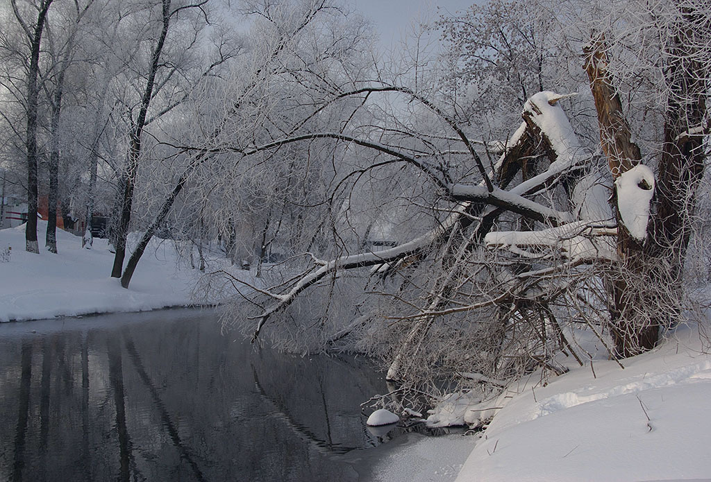 Дерево. Зима,январь,Десна