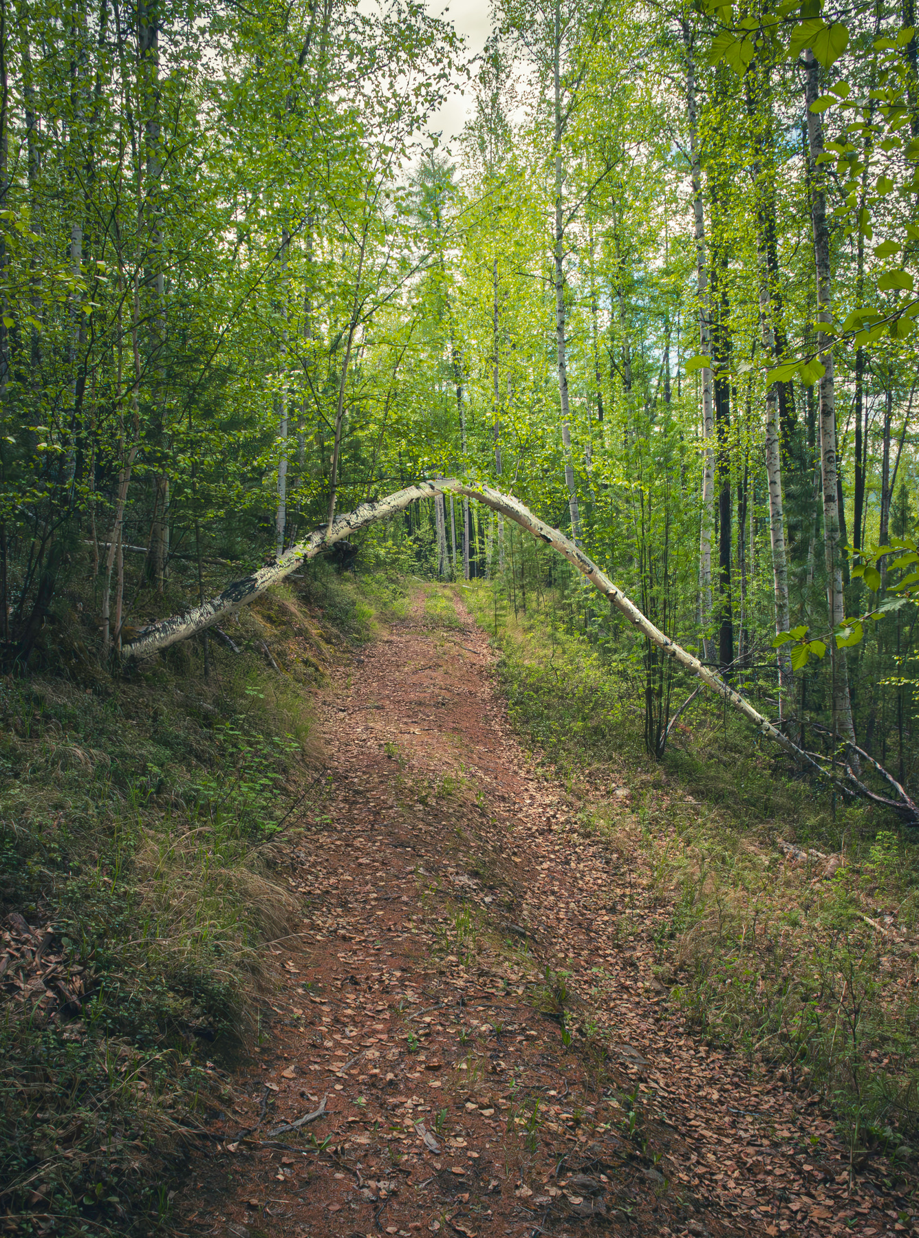 Берёзовая арка 