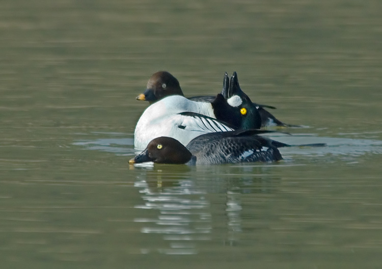 Ловелас Гоголь, Goldeneye, Bucephala changula, ловелас