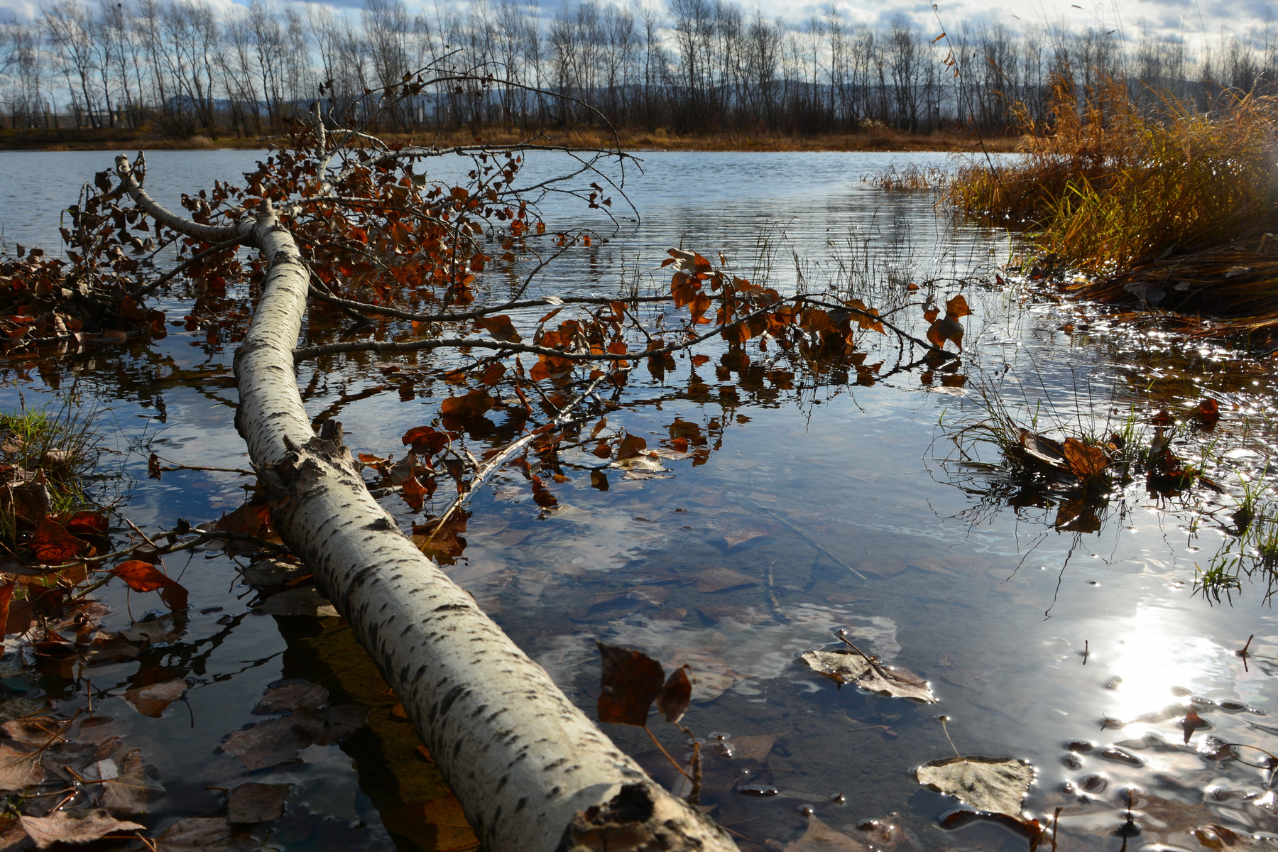 Упавшее дерево в воде  
