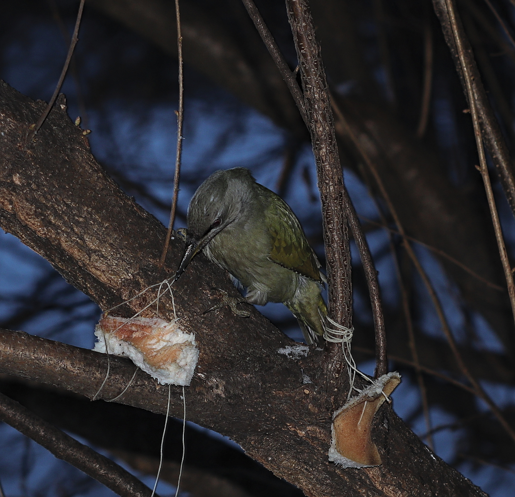 Самка седоголового дятла (Picus canus). 