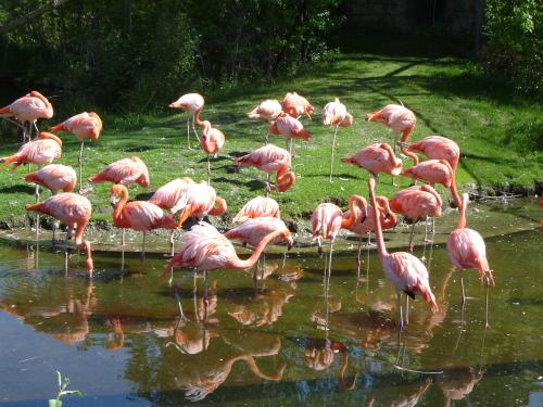 Розовая сказка - американский фламинго в Toronto ZOO фламинго