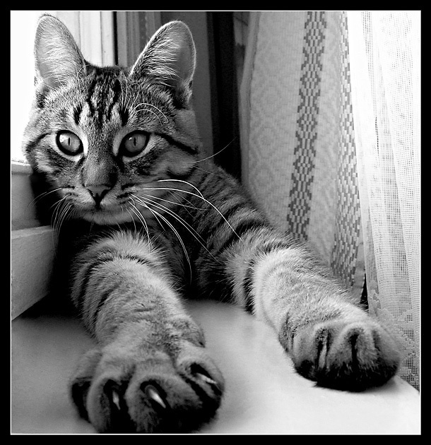 Кошачья диагональ... Кот