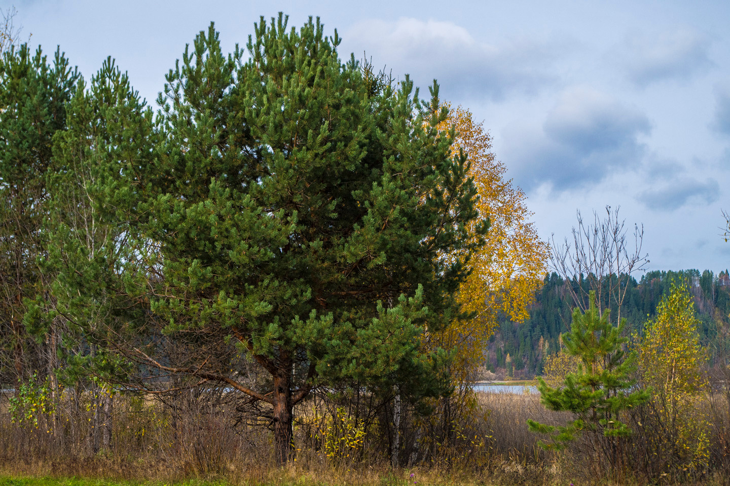 *** trees
