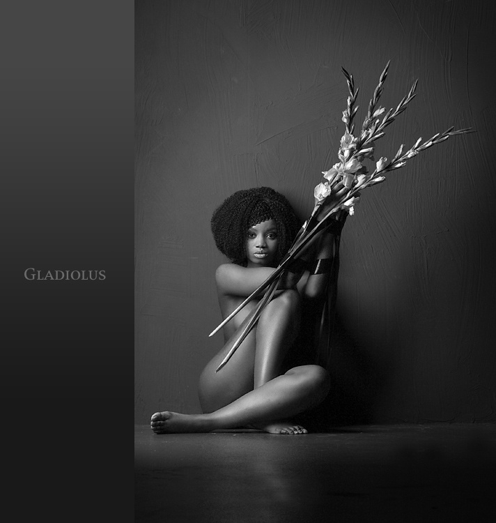 Gladiolus 