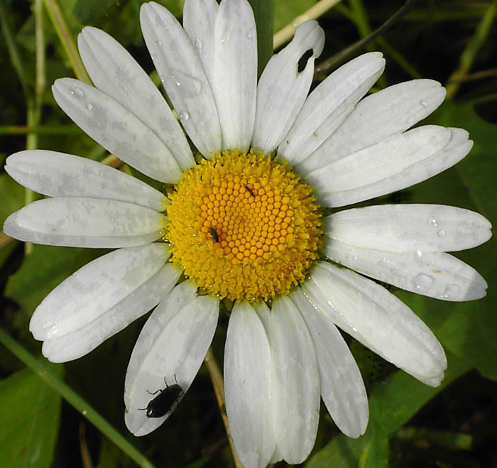 Ромашка ромашка, цветок, роса, жучок