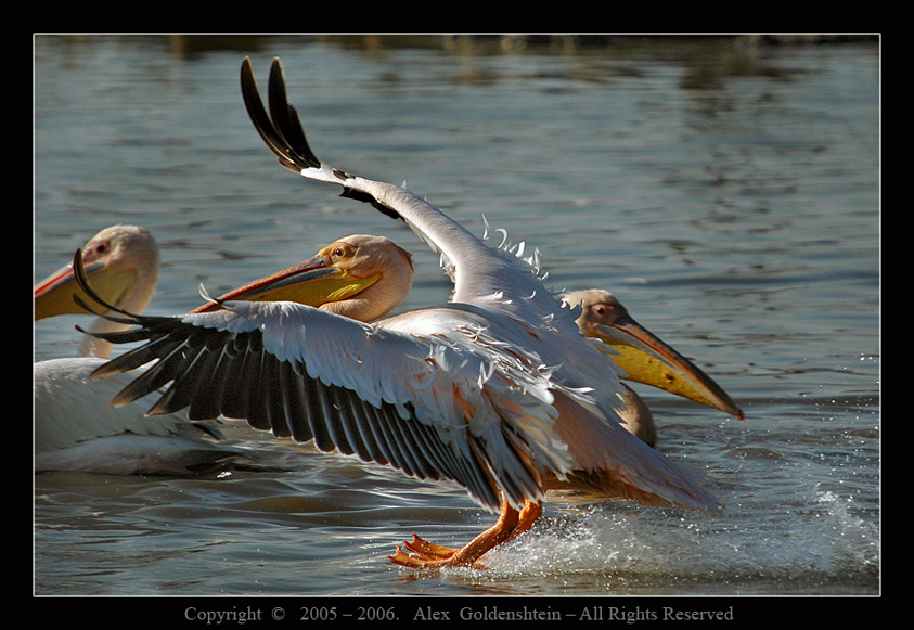 Мягкая посадка. Розовый-пеликан, (Pelecanus-onocrotalus), Африка, Кения Национальный, парк, озера, Накуру