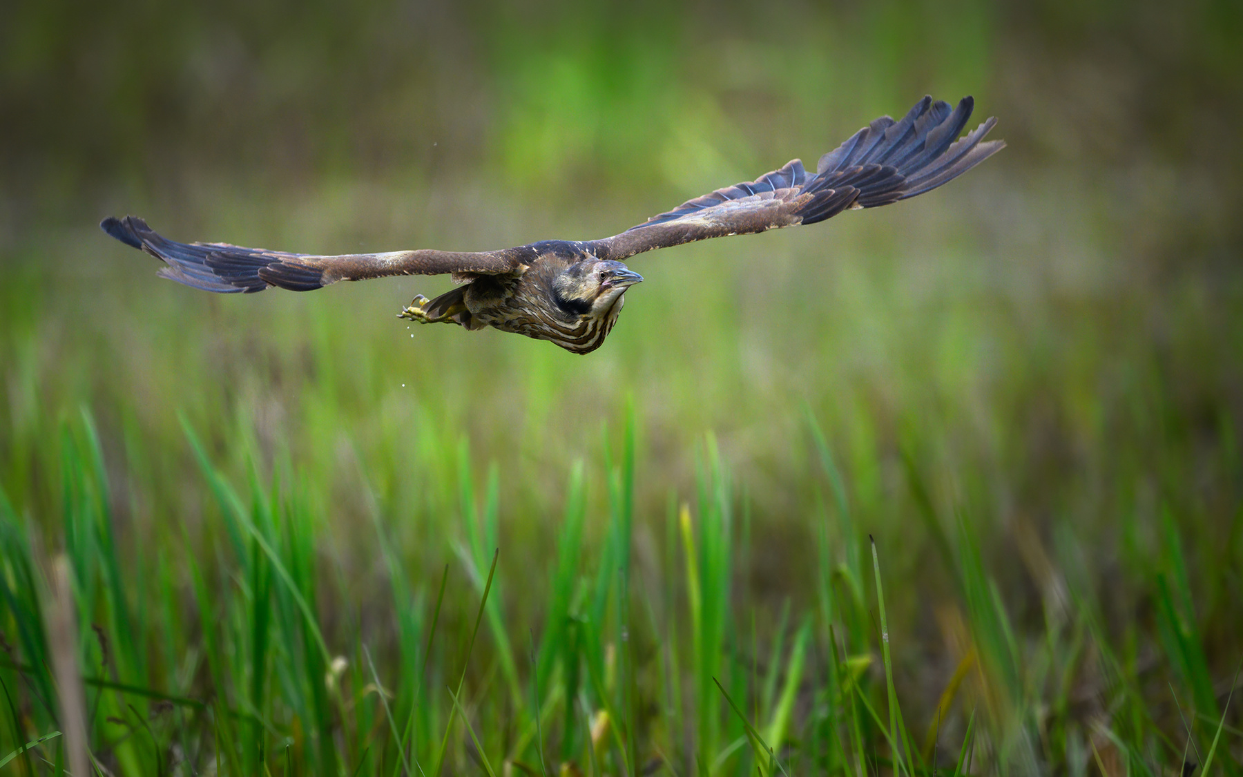 American bittern 