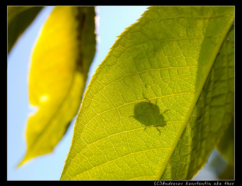Bug life жук, лист, тень, лето, солнце