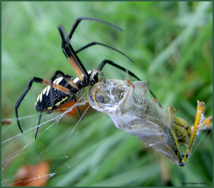 Trepanation macro spider nature