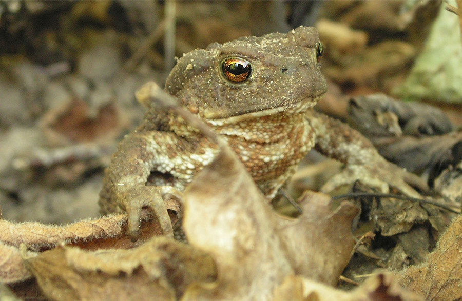 Оратор жаба амфибия Bufo земноводные