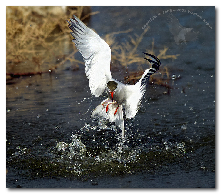 Last Splashing for Fish splashing