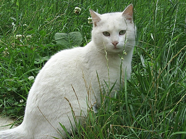 Белый и пушистый кот кошка