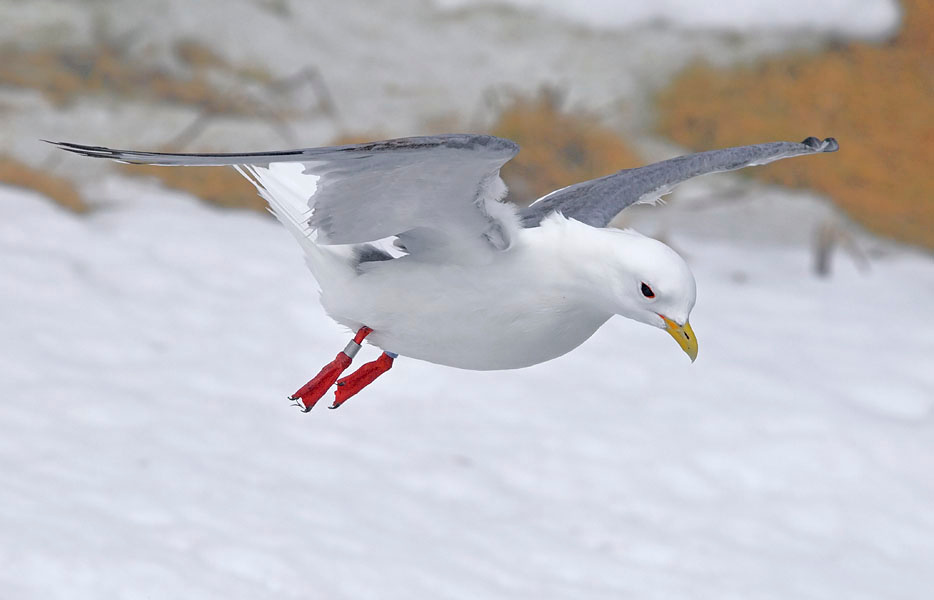 Скоростной спуск Остров Св. Георгия, о-ва Прибылова – СЕРИЯ «Острова» – Red-legged Kittiwake, St. George Island, the Pribilofs, Bering Sea, Alaska