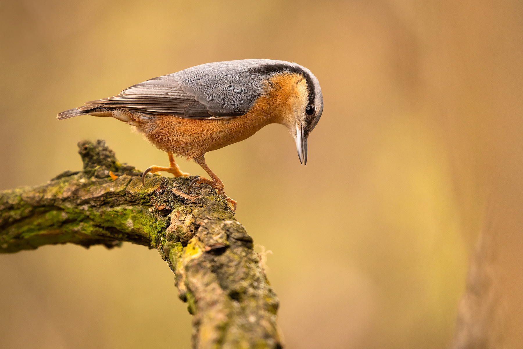 Nuthatch 