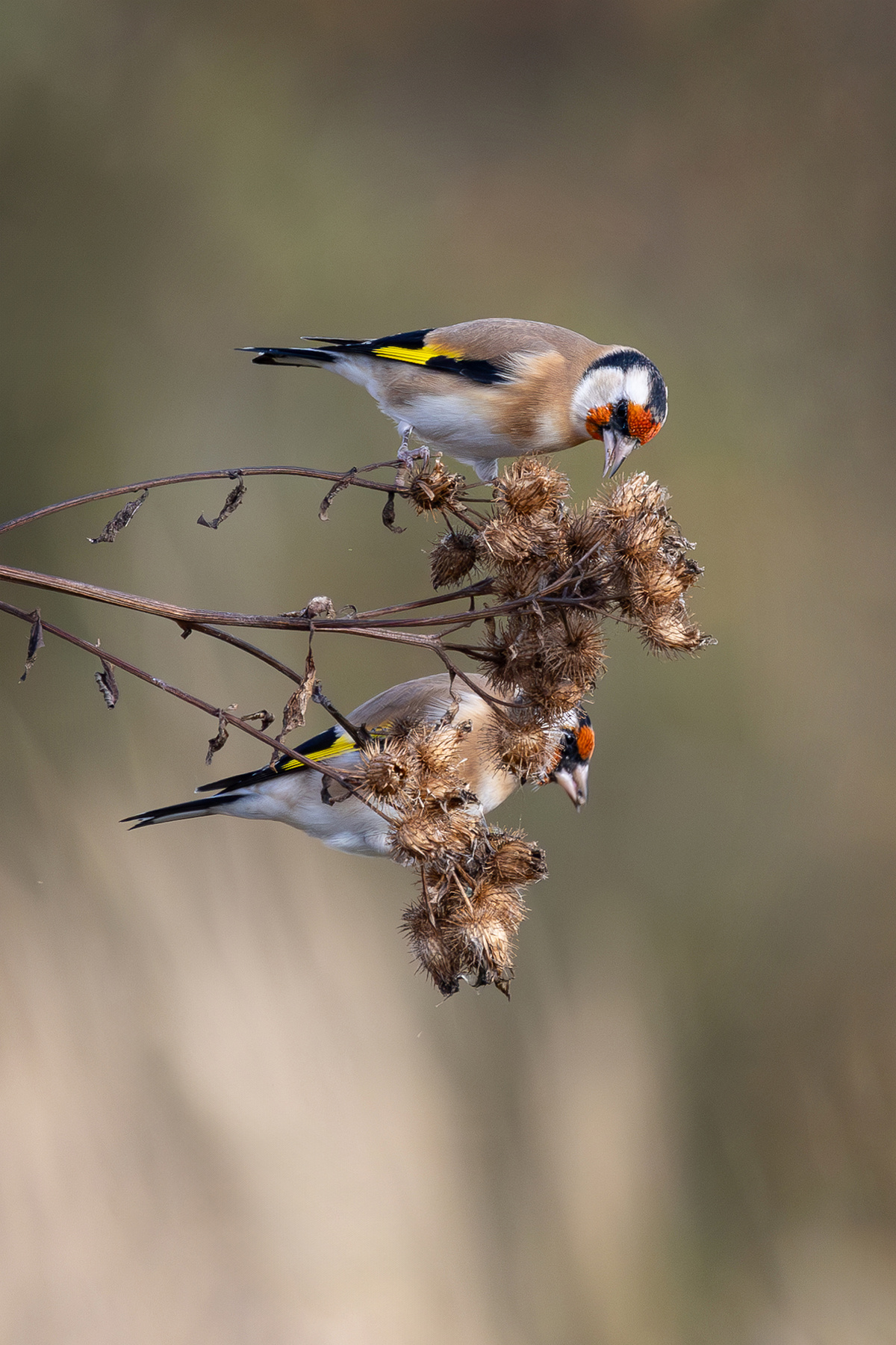 Щеглы щегол чертополох птицы canon 600mm