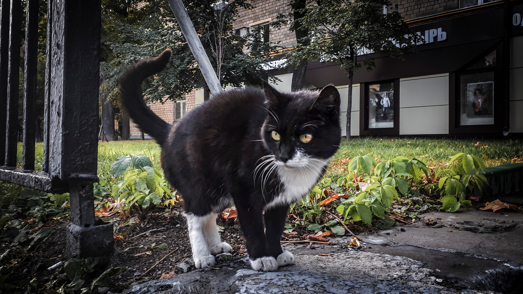*** кот котик