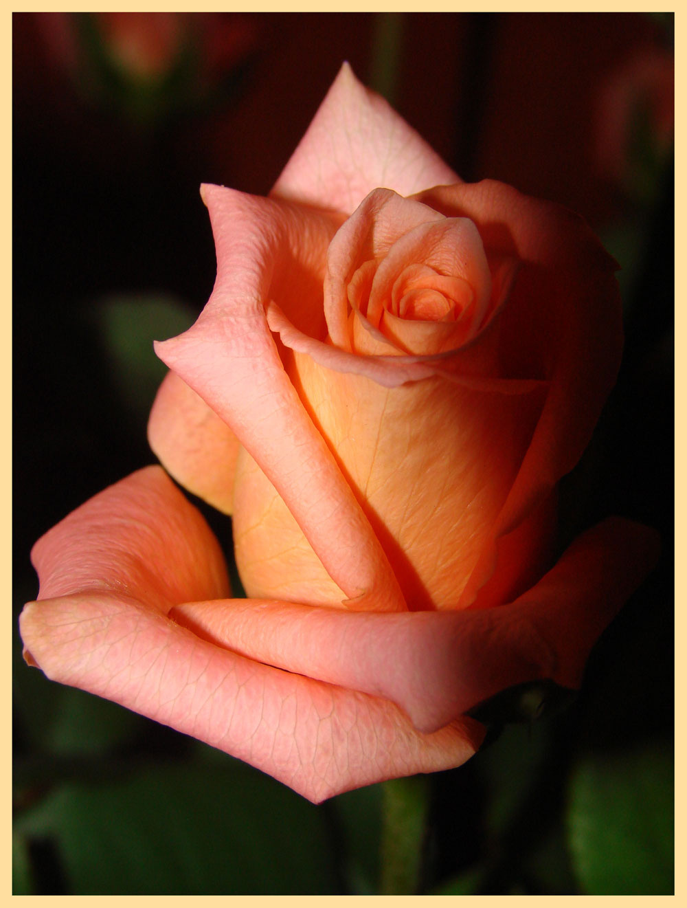 rose цветок роза