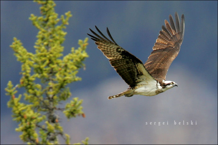 Osprey osprey bird banff