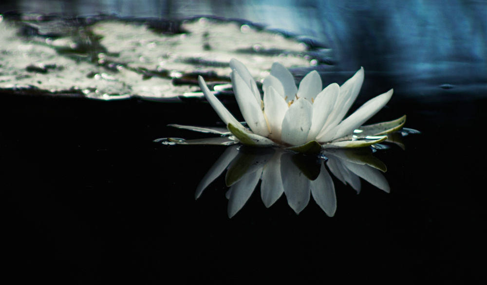 Lily Lily