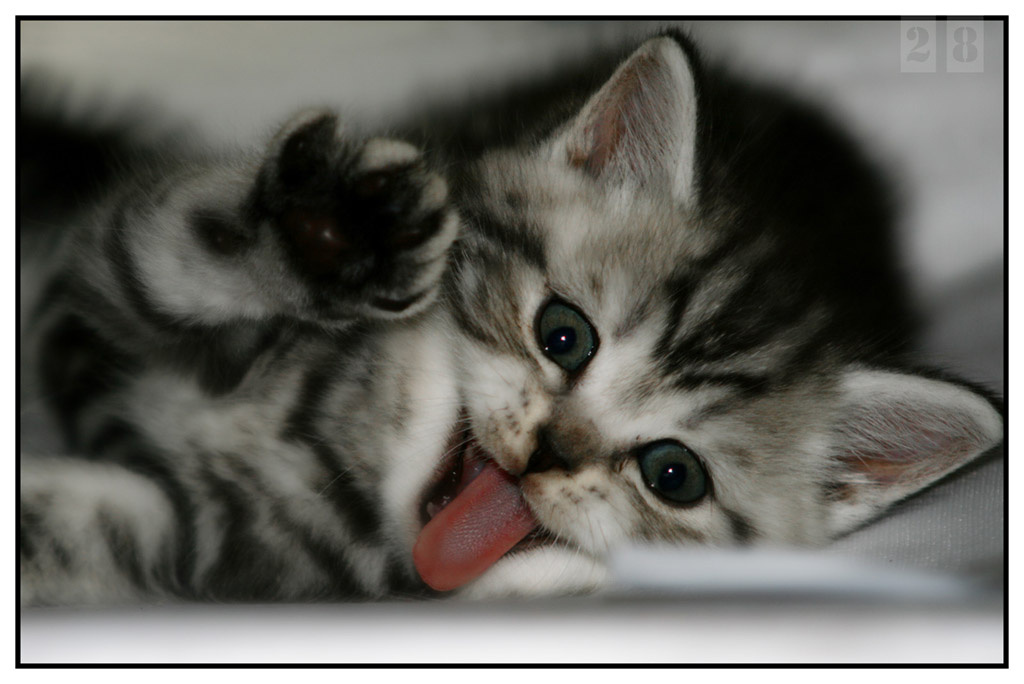 Мяут котик
