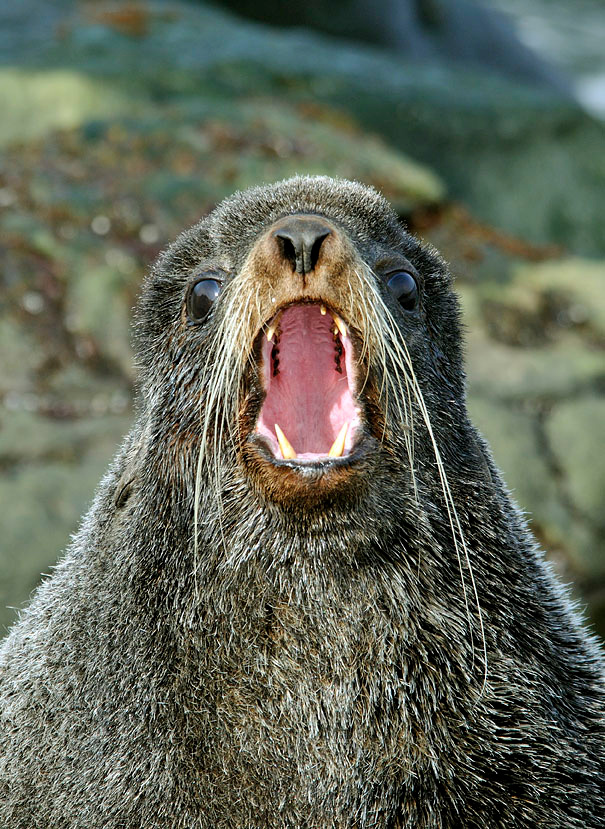 Солист Северный морской котик, Callorhinus ursinus, Остров Св. Георгия, о-ва Прибылова, Northern Fur Seal, St. George Island, the Pribilofs, Bering Sea, Alaska