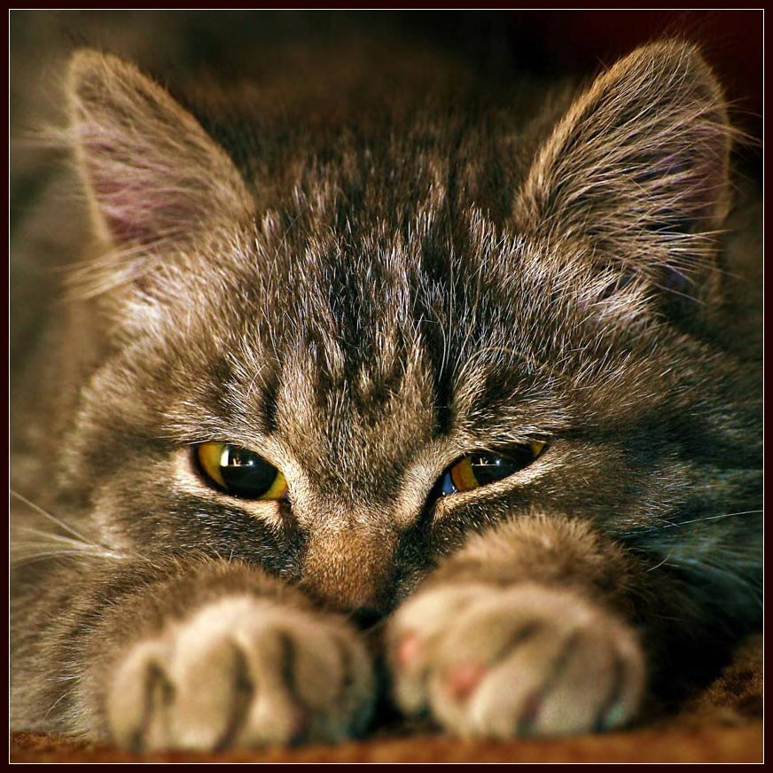 Тиша кот                                                                                                                                                                                                                               кот