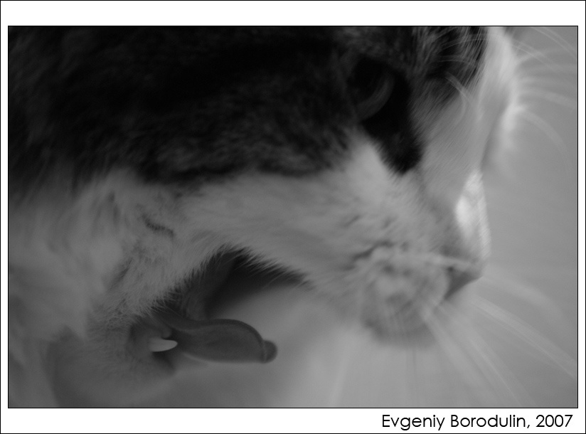 ... кот, рев