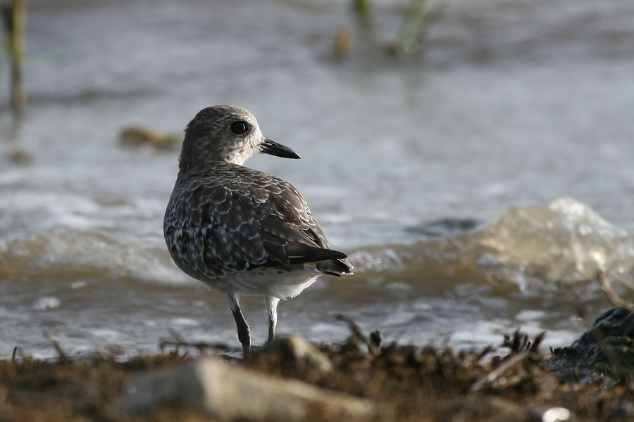 У залива птица, тулес, black bellied plover, Texas
