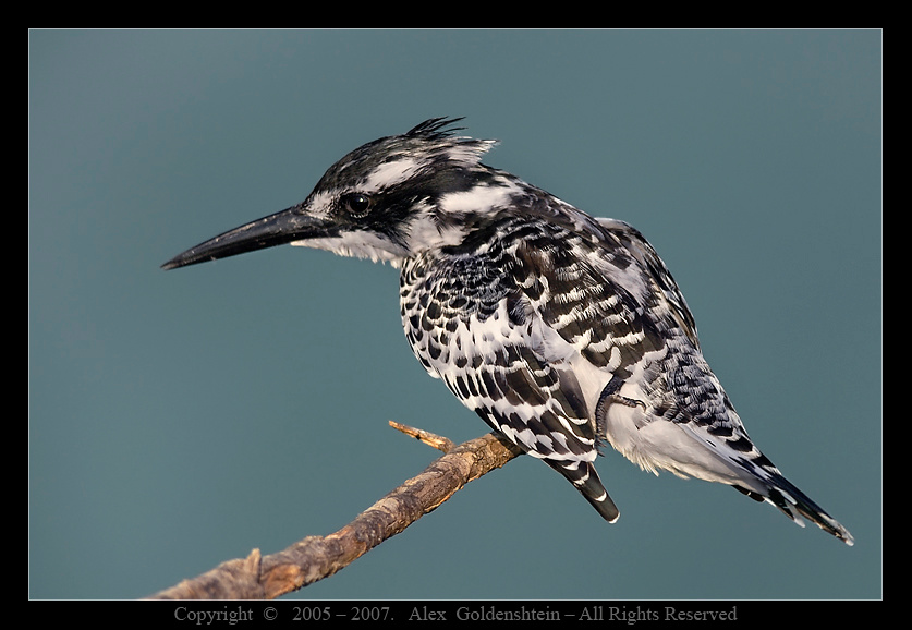 Малый пегий зимородок (Pied Kingfisher) . Ceryle-rudis