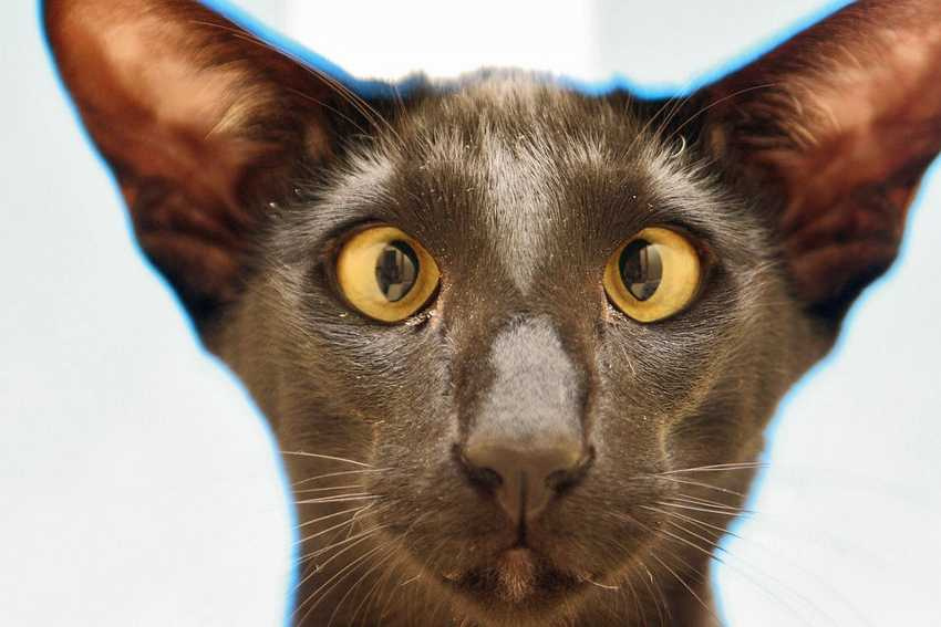 на паспорт кот, животные
