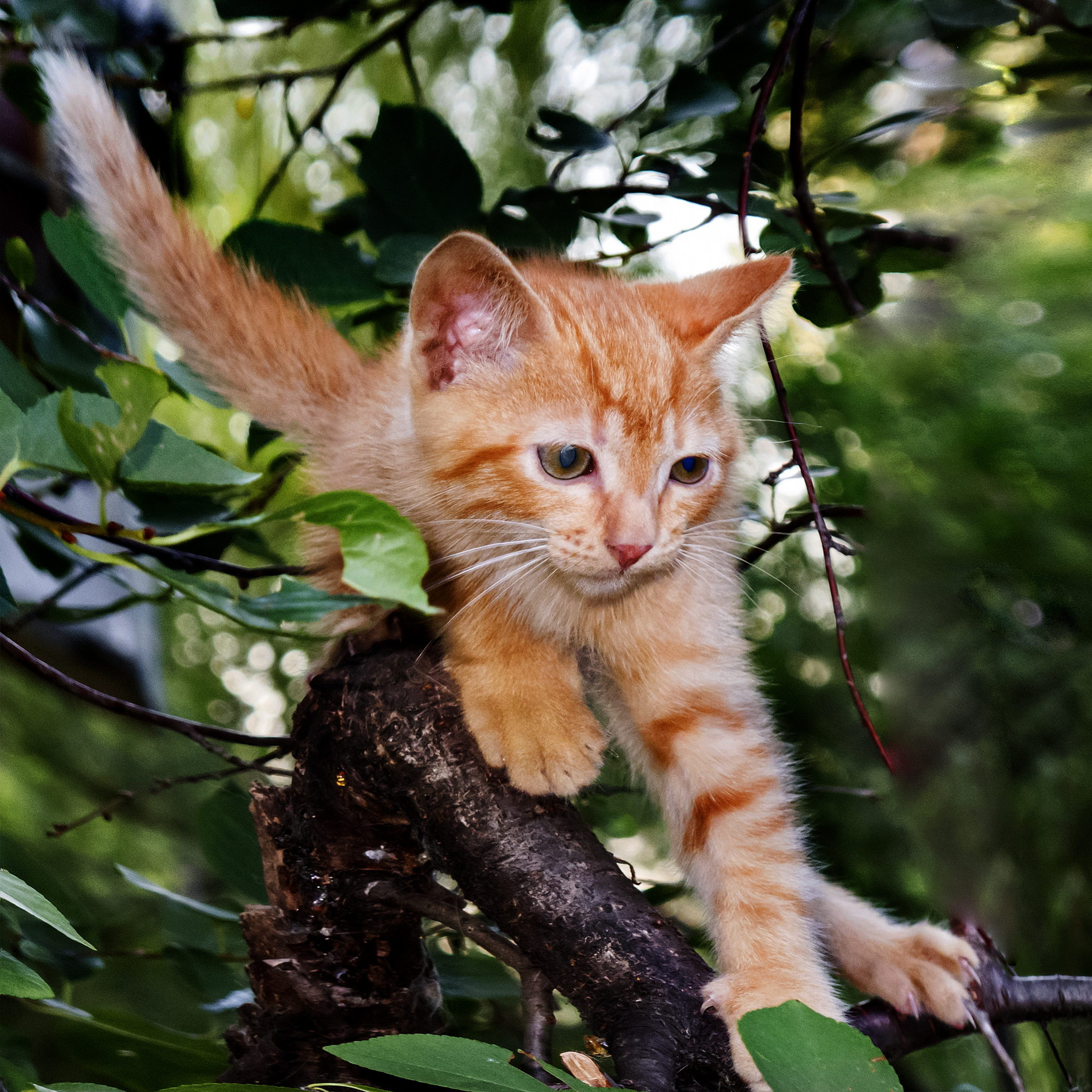 Диагональный котёнок 