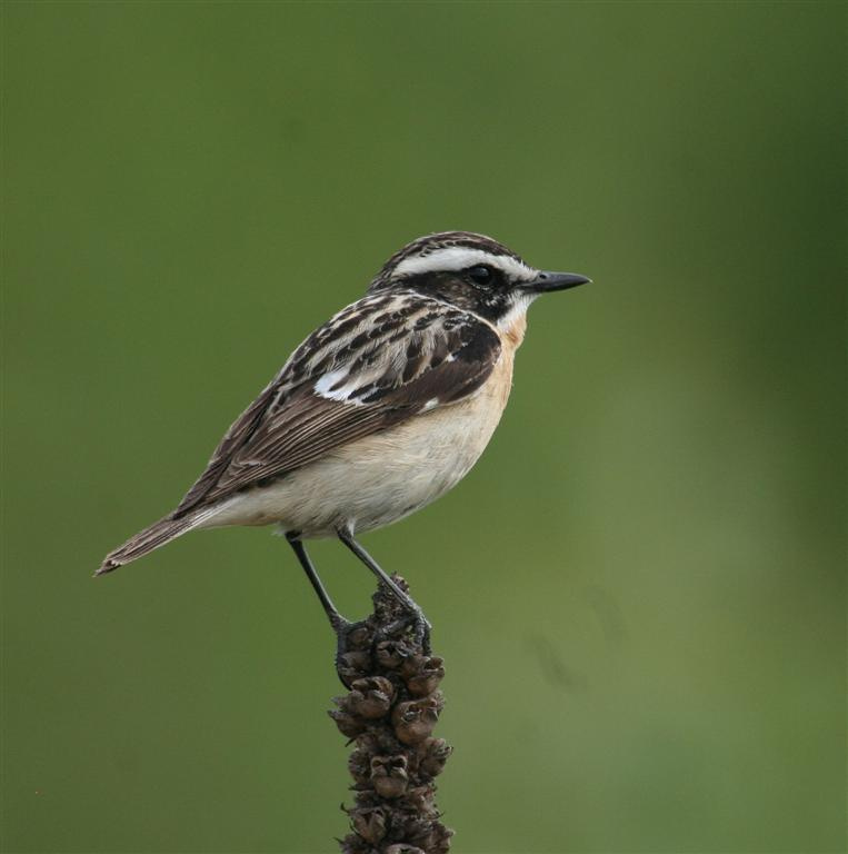 Самец лугового чекана (Saxicola rubetra) Луговой чекан