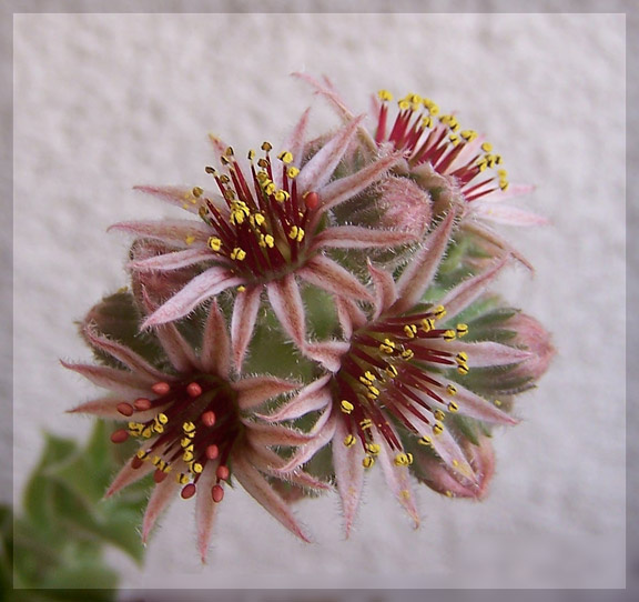 Sempervivum Sempervivum суккуленты цветы